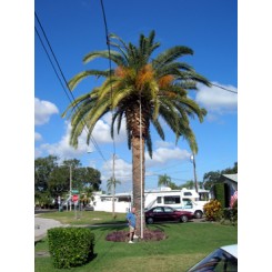 Canary Island Date Palm 24' CT